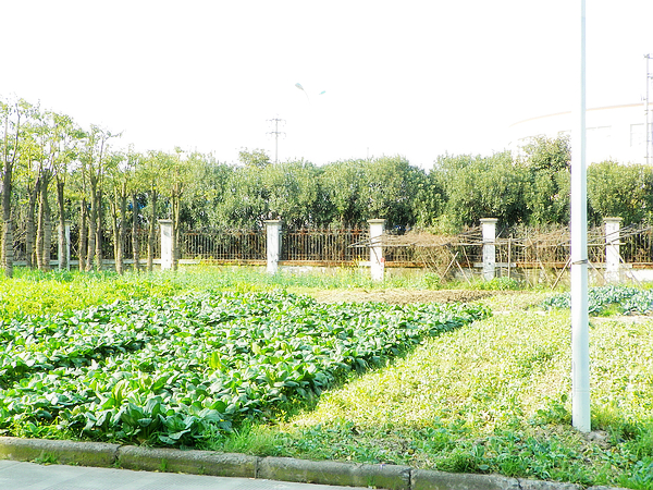 工厂菜地